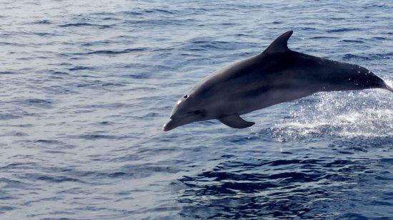 Κρήτη: Δελφίνια κολυμπούν δίπλα στο σκάφος (Βίντεο)