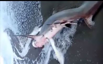 Χανιά: Καρχαρίας 3 μέτρα «βγήκε» στην παραλία του Πλατανιά (pics+vid)
