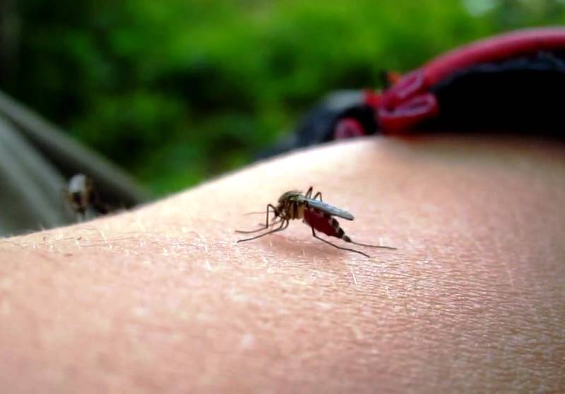 Όσα πρέπει να ξέρετε για τα απωθητικά κουνουπιών - Τα 2 βασικά συστατικά