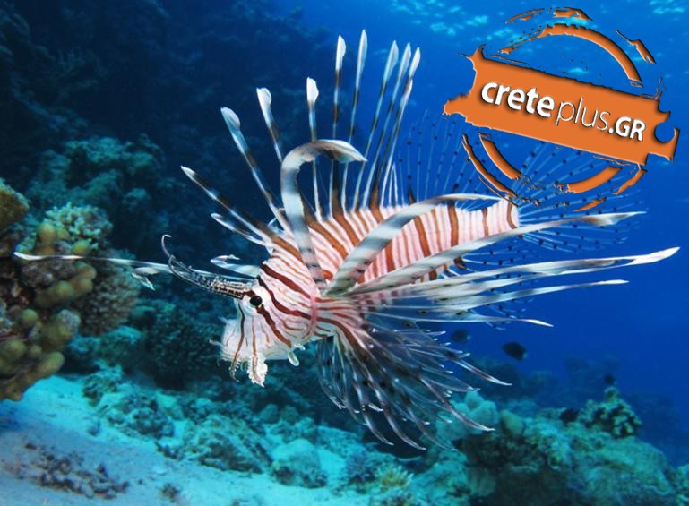 Το εξωτικό και επικίνδυνο ψάρι που θα «επισκεφθεί» προσεχώς την Κρήτη- Εκδόθηκε σχετική οδηγία 