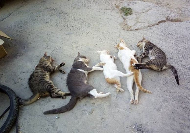 Αίσχος: Θανάτωσαν με δηλητήριο πέντε γάτες στη Μεσαρά!