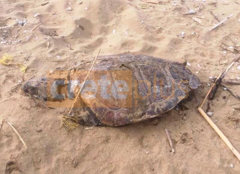 Κι άλλη νεκρή χελώνα σε παραλία του Ηρακλείου - Άμεσος κίνδυνος εξαφάνισης από την Κρήτη!