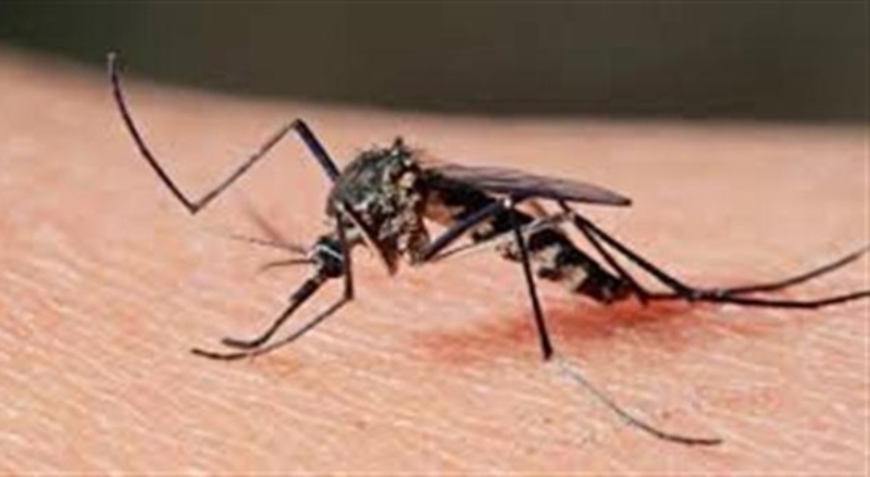 Η ελονοσία χτύπησε και την Κρήτη - Έξι τα κρούσματα 