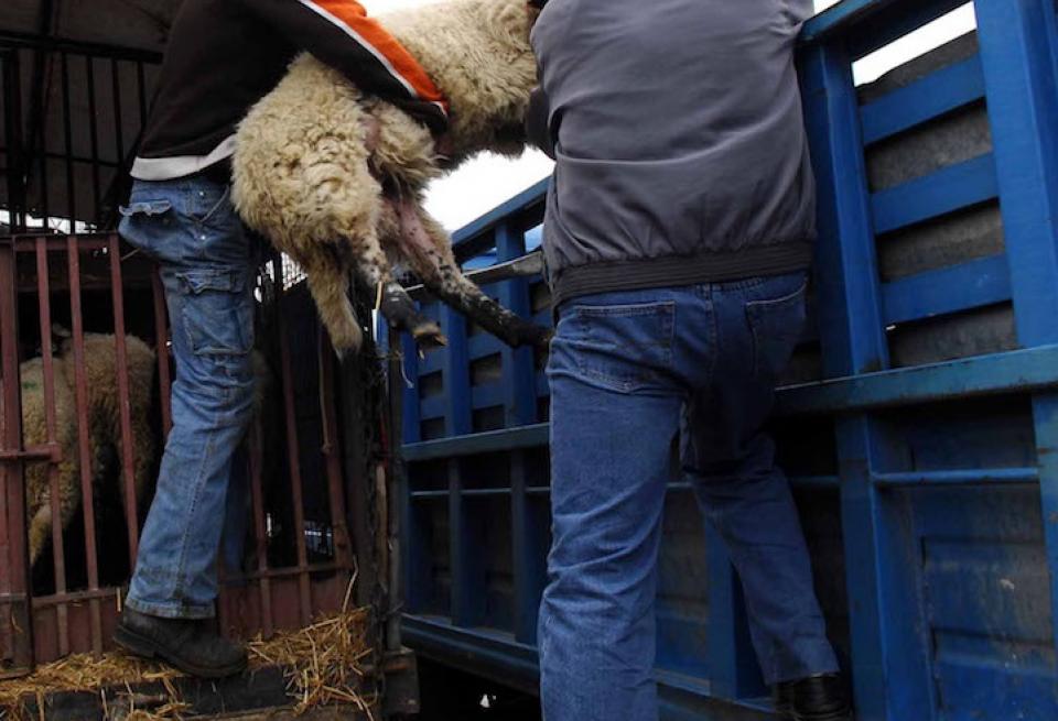 Βρήκαν τους κλέφτες που άρπαζαν από πρόβατα μέχρι...εργαλεία- Τα κλοπιμαία έφτασαν τις 19.000 ευρώ! 