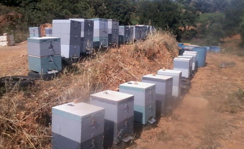 ΝΟΔΕ Ηρακλείου: «Οι ελληνοποιήσεις μελιού πλήττουν τους μελισσοπαραγωγούς» 