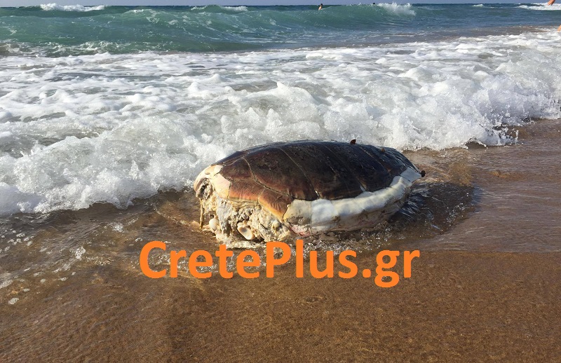 Νεκρή χελώνα σε παραλία στην Κρήτη- Την εντόπισαν πολίτες- Τι συμβαίνει πληθυσμιακά στο νησί μας (pics) 