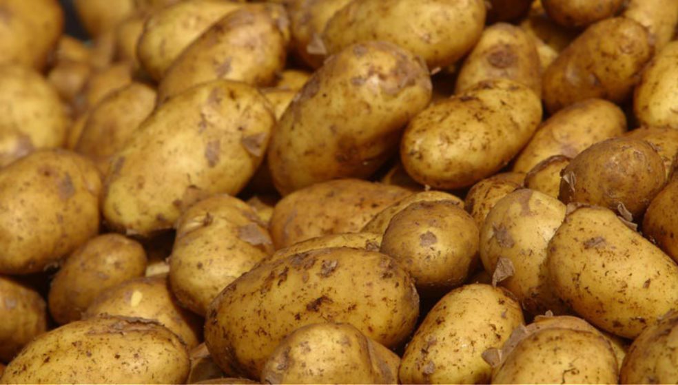 Μετά την «καραντίνα» λόγω βακτηρίου , ξεκίνησαν οι εξαγωγές πατάτας