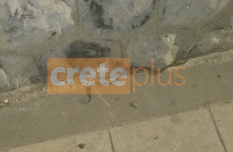 Ενα φίδι έκανε...βόλτα στη Χανιώπορτα- Αναστάτωση στο κέντρο του Ηρακλείου (pics)