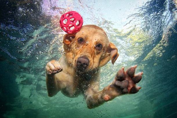 Ηράκλειο: Έσωσαν τον σκύλο που έπεσε στη θάλασσα από τον Κούλε