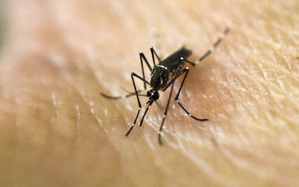 Η επιστήμη «επικήρυξε» τα κουνούπια! - «Εξωτικοί» ιοί απειλούν πλέον και την Ελλάδα