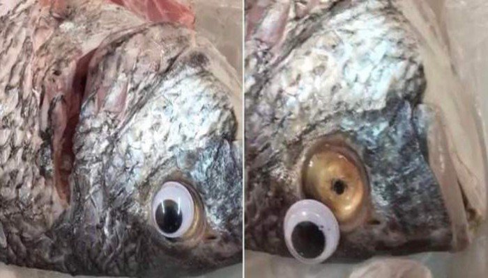 Εστιάτορας στο Κουβέιτ έβαλε ψεύτικα μάτια στα ψάρια για να δείχνουν φρέσκα