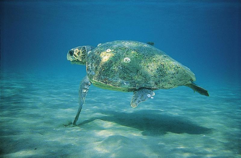 Μέτρα για την ωοτοκία της θαλάσσιας χελώνας στις παραλίες της Κρήτης παίρνει ο σύλλογος «ΑΡΧΕΛΩΝ» 