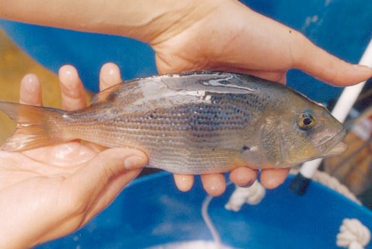 «Η παραγωγή ψαριών στην ιχθυοκαλλιέργεια»