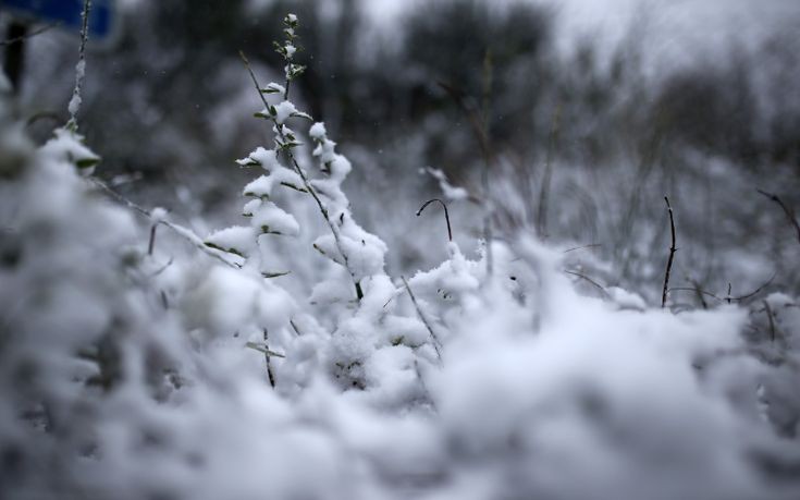 Τα χιόνια κατέστρεψαν καλλιέργειες στην Πρέβεζα