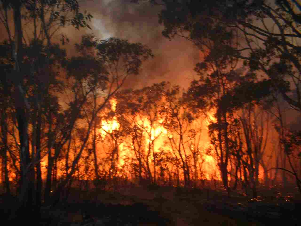 Παίρνουν μέτρα για την αντιμετώπιση δασικών πυρκαγιών