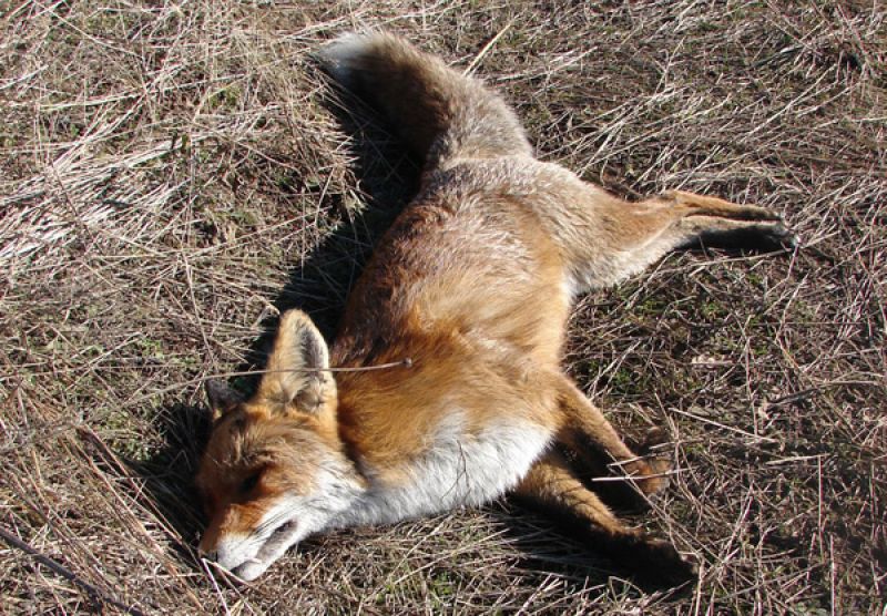 Κτηνωδία στον Έβρο: Νεκρά 13 ζώα από δηλητηριασμένα δολώματα