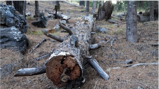 Τεράστια οικολογική καταστροφή- Εκοψαν αιωνόβια δέντρα σε περιοχή του Δ. Αγίου Νικολάου  