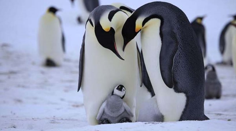 Απήγαγαν πιγκουίνο για να διαμαρτυρηθούν για την αιχμαλωσία των ζώων!
