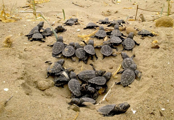 Παίρνουν μέτρα για να προστατευθεί η θαλάσσια χελώνα caretta-caretta