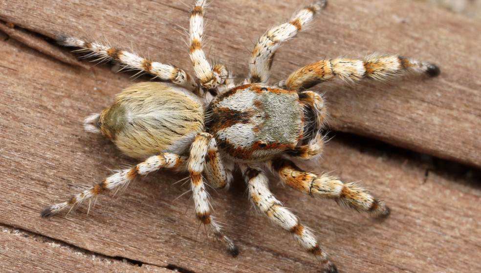Την τσίμπησε δηλητηριώδης αράχνη - Το «ευχαριστώ» στον άνθρωπο που την έσωσε