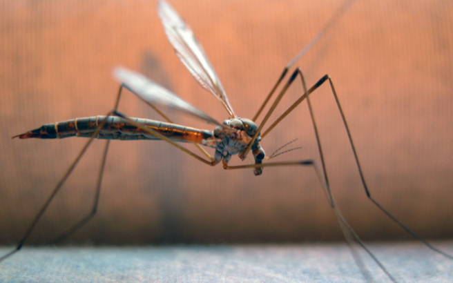 «Χαμηλός ο κίνδυνος μετάδοσης της ελονοσίας - Μην πανικοβάλλεστε» - Ανακοίνωση από την 7η ΥΠΕ Κρήτης