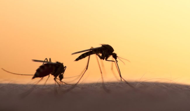 Πολιτικά τα κίνητρα στην αντιπαράθεση για την ελονοσία!