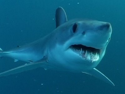 Κρήτη: Ψάρεψαν καρχαρία 3 μέτρων
