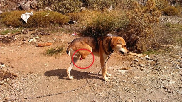 Ηράκλειο: Έσωσαν το ακρωτηριασμένο σκυλί που κακοποιούσε κτηνοτρόφος (Σκληρές εικόνες)