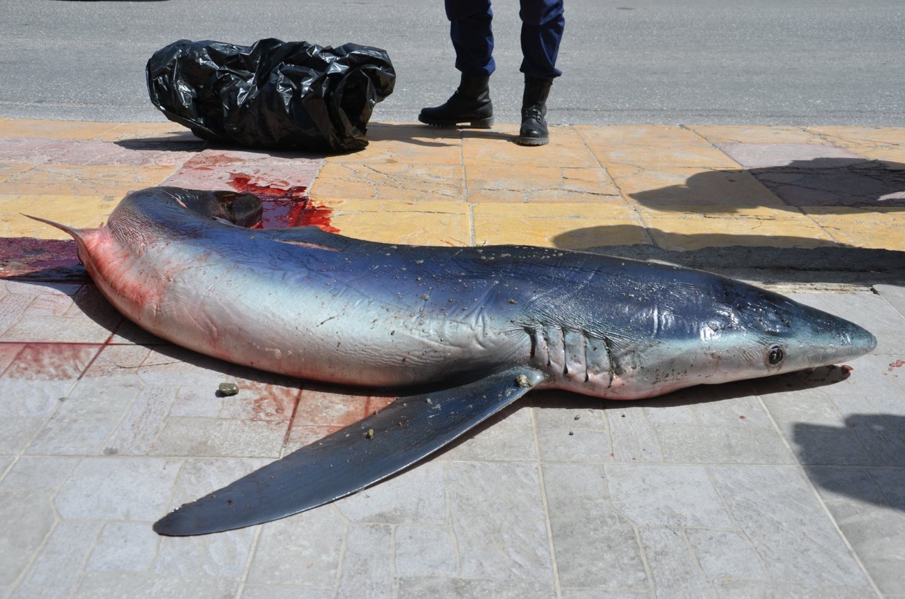 Ενας καρχαρίας 2.10 μ., μπλέχτηκε στα δίχτυα ψαράδων στη νότια Κρήτη! (pics)