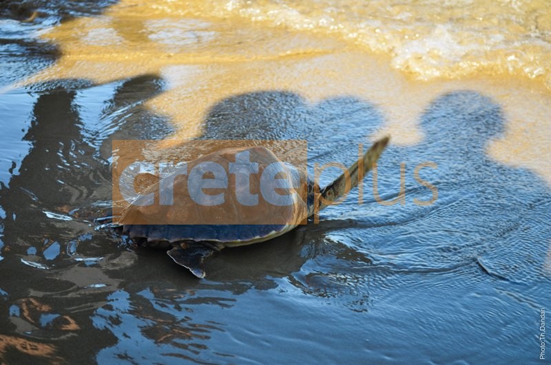 Η Βασιλική, η σπάνια χελώνα, επέστρεψε στη θάλασσα- Το CretePlus.gr ηταν εκεί (pics)