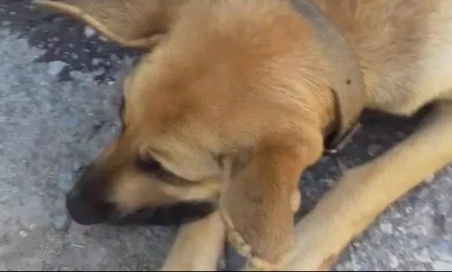 Πυροβόλησαν και σκότωσαν έγκυο σκυλίτσα στα Χανιά (βίντεο)