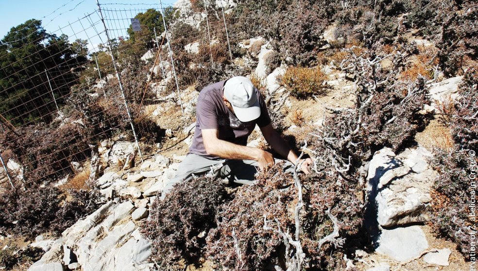 Σε κίνδυνο η αμπελίτσα, το πανάρχαιο ενδημικό δέντρο της Κρήτης