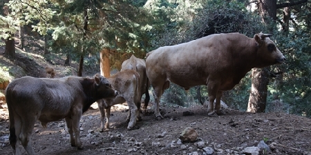 H χαμένη φυλή των ορεινών βοοειδών στην Κρήτη