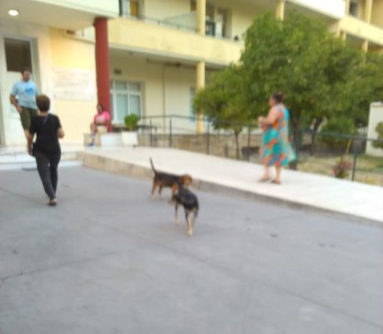 Αδέσποτα σκυλιά κυκλοφορούν... εντός και εκτός του Βενιζελείου νοσοκομείου (pics) 