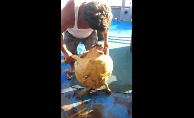 Ψαράς κακοποιεί χελώνα και το δείχνει στο facebook  