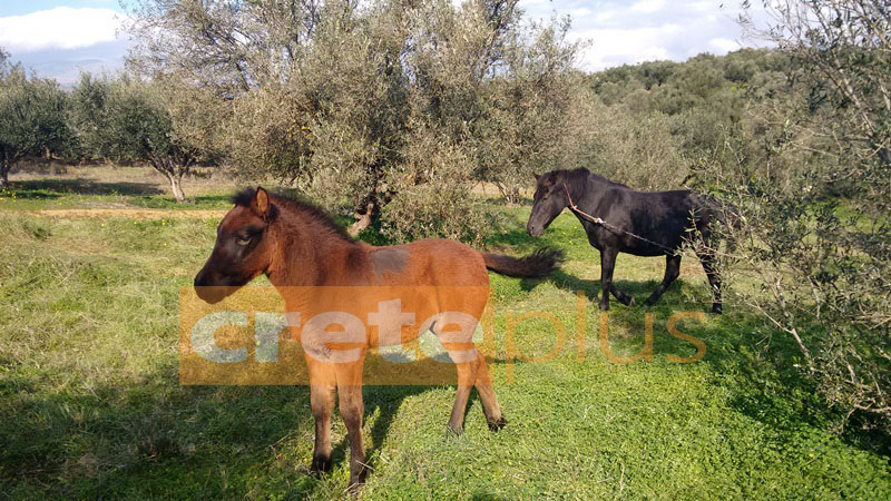 Τα άλογα της Μεσαράς- Έκαναν την εμφάνιση του μέσα στα χωράφια και μας εντυπωσίασαν (pics)