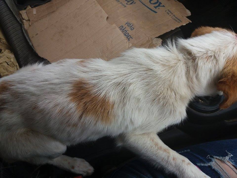 Εσωσαν σκυλάκι που βρέθηκε κρεμασμένο στα Καλεσσα (pics)