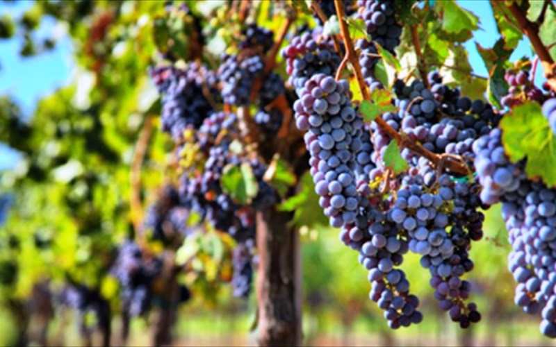 Περισσότερο κρασί κατά 2,7% δίνουν φέτος τα ευρωπαϊκά αμπέλια