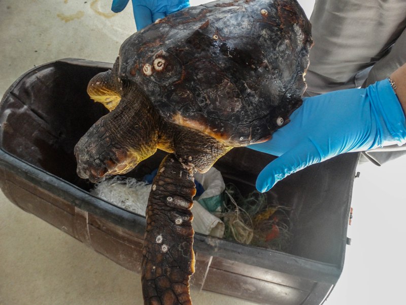 Επιστρέφουν σπίτι τους τρεις χελώνες Caretta caretta