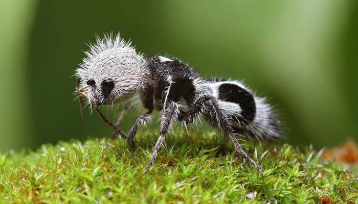  Γνωρίστε το μυρμήγκι που μοιάζει με πάντα αλλά είναι… σφήκα!