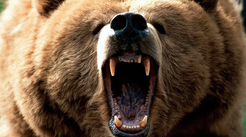 Κυνηγός γλίτωσε από τα δόντια μίας άγριας αρκούδας χάρη... στη γιαγιά του