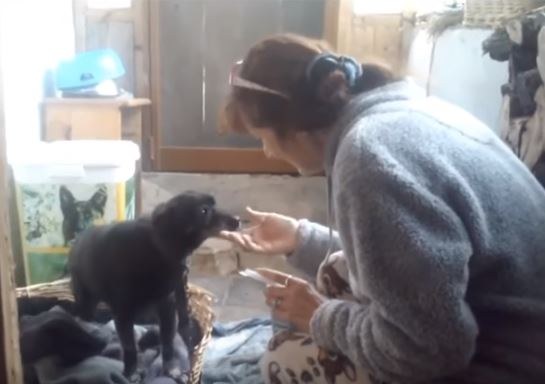Δεν ήθελε να μπει στο γηροκομείο χωρίς τον αγαπημένο της σκύλο! (vid) 