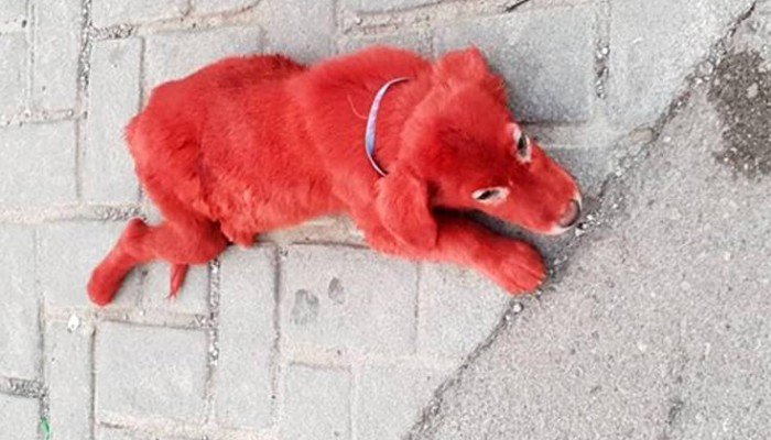 Ασυνείδητοι έβαψαν κόκκινο ένα κουτάβι στη Χαλκίδα