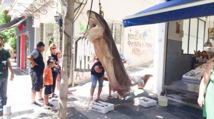 Ψαράδες έπιασαν έναν καρχαρία 300 κιλών (pics) 