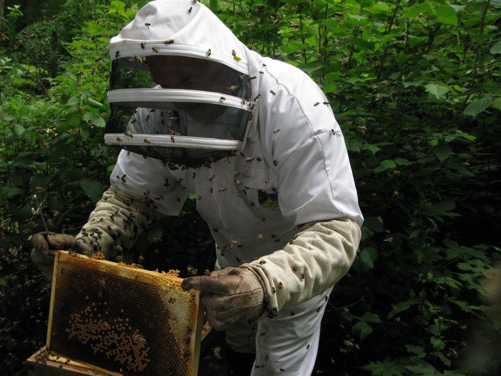 «Πόλεμο» στους μελισσοκόμους στην Κρήτη την ώρα που οι μέλισσες χάνονται και η παραγωγή απειλείται