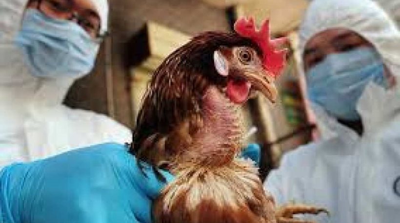 Γρίπη των πτηνών: Σφαγιάστηκαν 80.000 πουλερικά στην Ιαπωνία