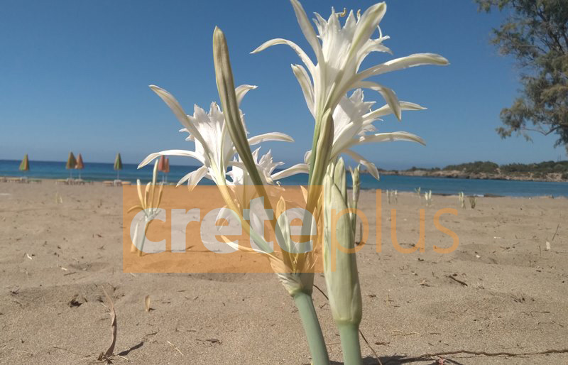 Κρίνος της θάλασσας: Ενα φυτό σε κίνδυνο που... επιμένει να ανθίζει στις παραλίες της Κρήτης! (pics)