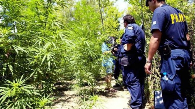 Αποκαλύφθηκε νέα φυτεία χασίς- Ολοκληρώθηκε αστυνομική επιχείρηση στο Μυλοπόταμο 