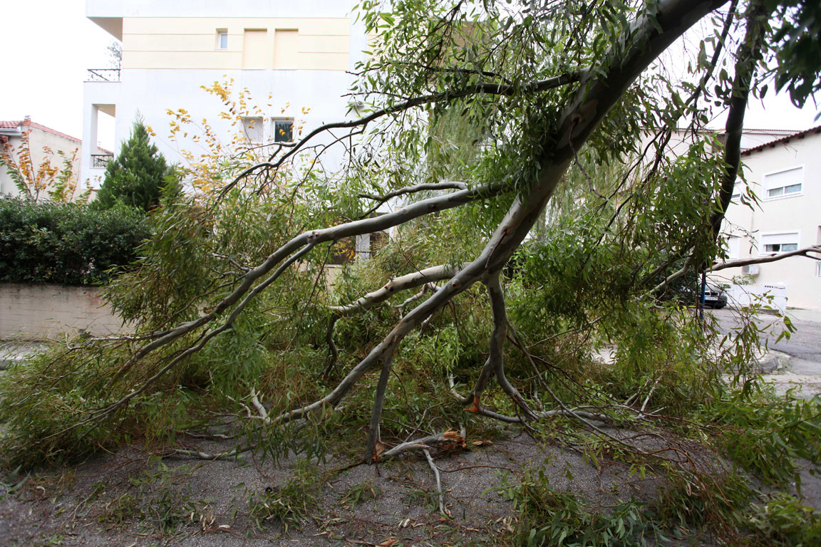 Επεσαν δέντρα και προκληθηκαν ζημιές- Προβληματα στην Κρήτη από τους ανέμους (pics)