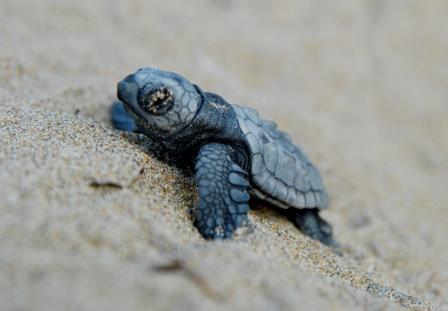 Τα πρώτα χελωνάκια για το 2015 είναι Κρητικής καταγωγής (pics)